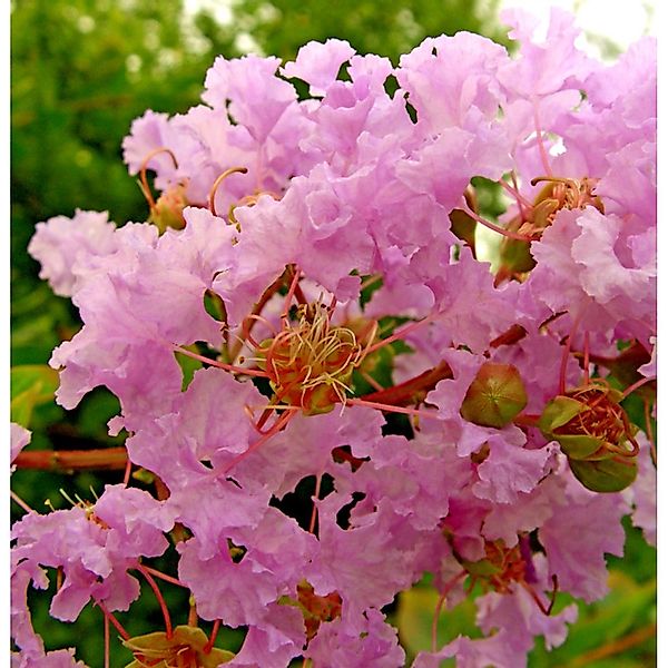 Chinesische Kräuselmyrte Turenne 30-40cm - Lagerstroemia indica günstig online kaufen