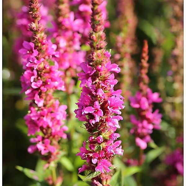 Blutweiderich Robert - Lythrum salicaria günstig online kaufen