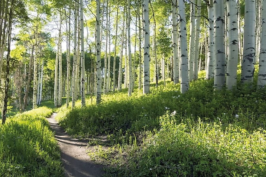 Papermoon Fototapete »Birch Hiking Trail« günstig online kaufen