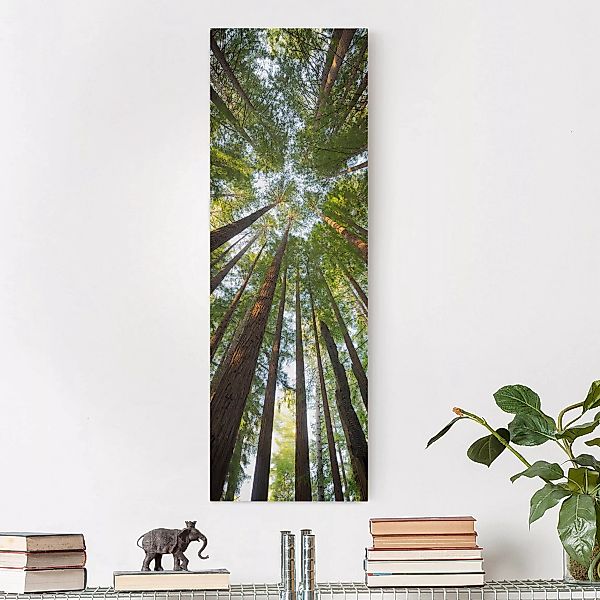 Leinwandbild Wald - Hochformat Mammutbaum Baumkronen günstig online kaufen