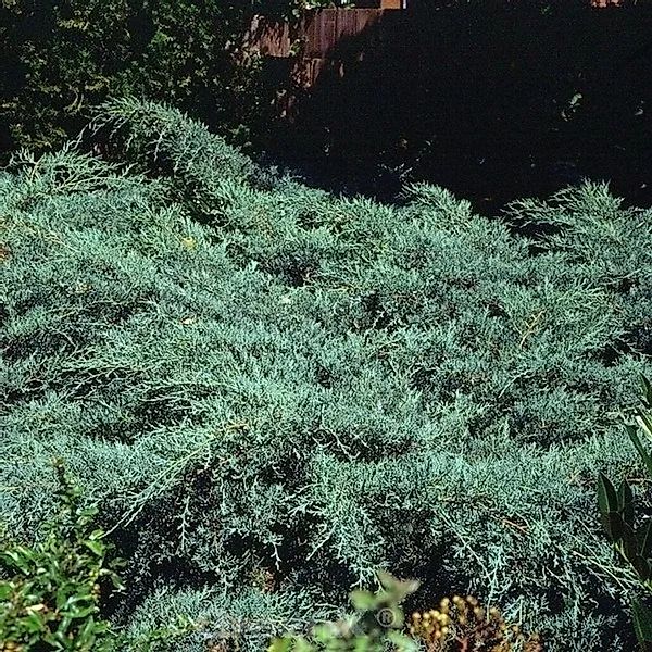 Breitwacholder Grey Owl 40-60cm - Juniperus virginiana günstig online kaufen