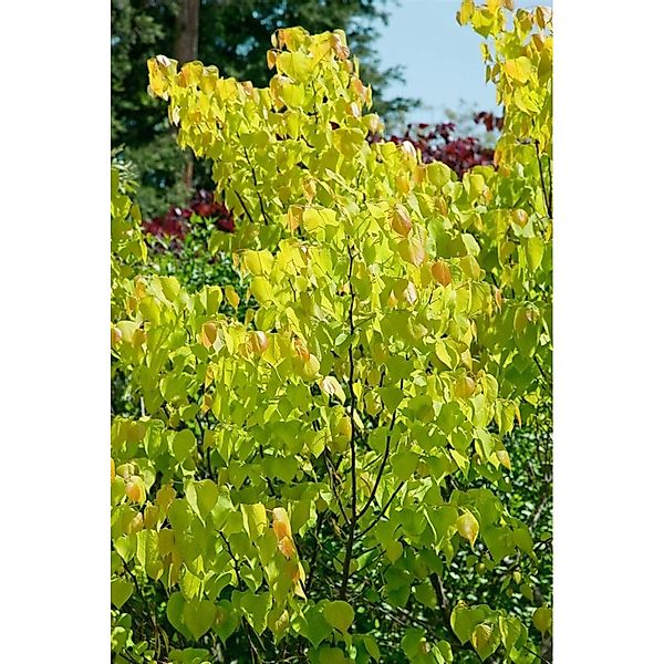 Cercis Canadensis Rising Sun Judasbaum Gelb-Orange 125–150 cm günstig online kaufen