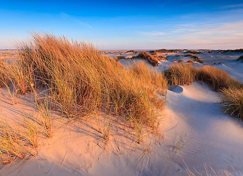 Papermoon Fototapete »Dunes Grass« glatt günstig online kaufen
