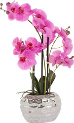 Kunstpflanze Orchidee Orchidee, Leonique, Höhe 55 günstig online kaufen