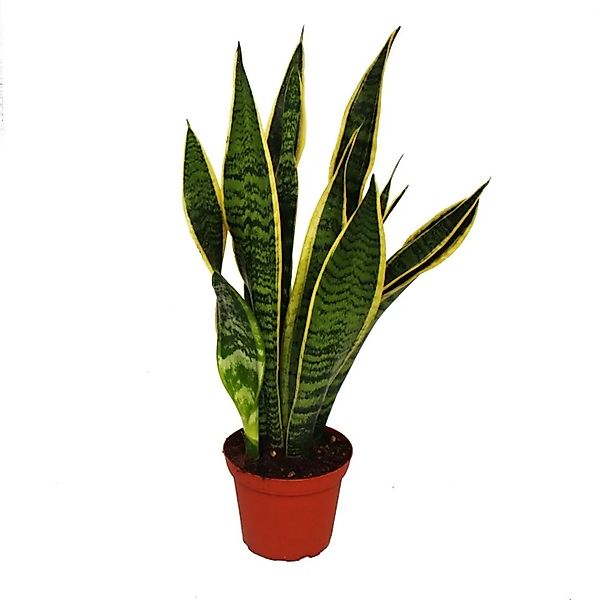 Exotenherz Zimmerpflanze Sansevieria trifasciata - Bogenhanf 12cm Topf günstig online kaufen