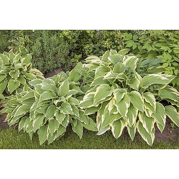 Hosta Sieboldii Bianca Funkie Ca. 11x11 cm Topf günstig online kaufen