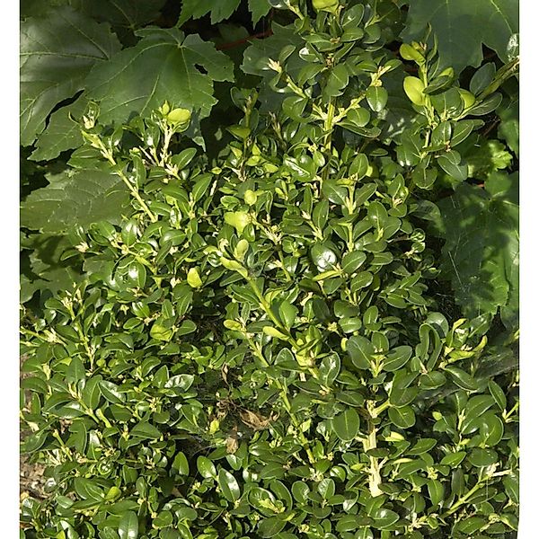 Heimischer Buchsbaum Ingrid 25-30cm - Buxus sempervirens günstig online kaufen