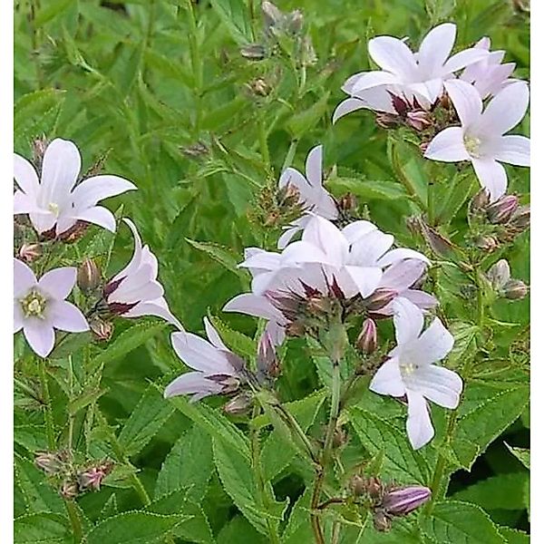 Doldenglockenblume Loddon Anna - Campanula,actiflora günstig online kaufen