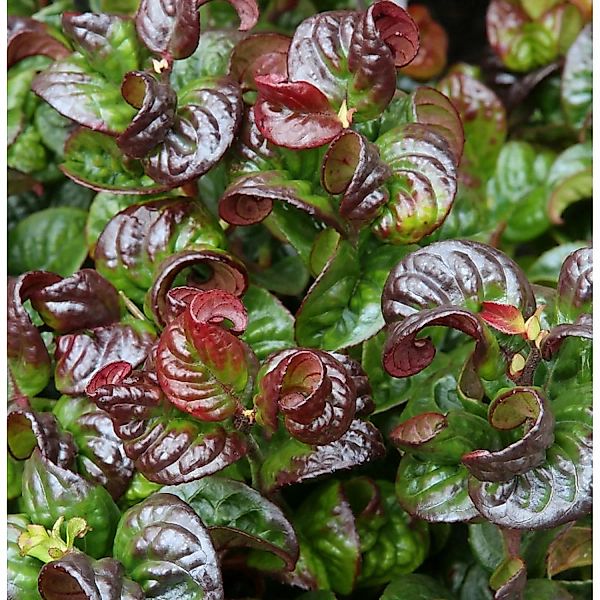 Traubenheide Traubenmyrte Curly Red 25-30cm - Leucothoe axillaris günstig online kaufen