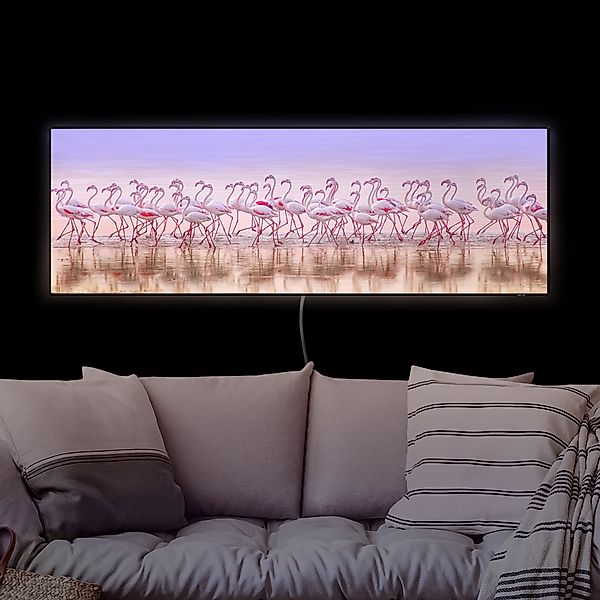 LED-Wechselbild Flamingo Party günstig online kaufen