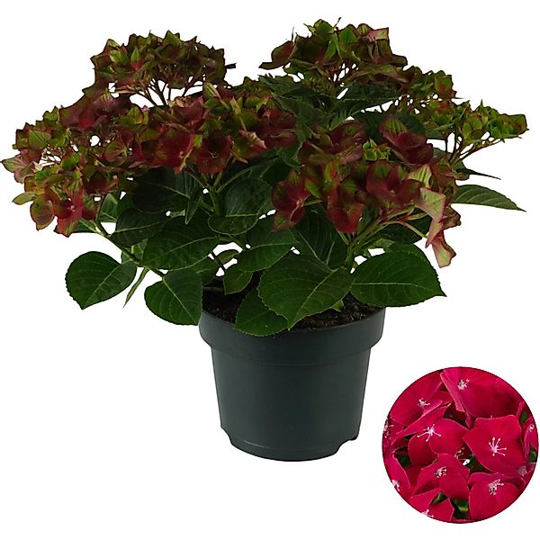 Gartenhortensie Road Red Rot Höhe ca. 30 - 40 cm Topf ca. 5 l günstig online kaufen
