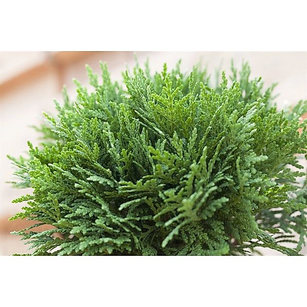 Thuja occidentalis 'Danica' 20-25 cm günstig online kaufen