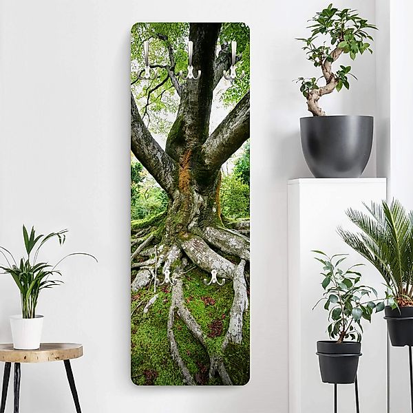 Wandgarderobe Holzpaneel Alter Baum günstig online kaufen