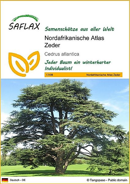 SAFLAX Blumensamen SAFLAX - Samen - Nordafrikanische Atlas Zeder günstig online kaufen