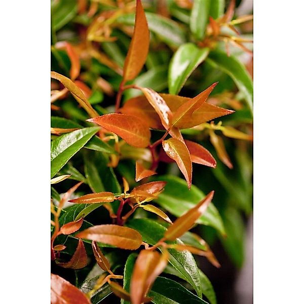 Leucothoe Keiskei Royal Ruby Traubenheide Rot 20–30 cm günstig online kaufen