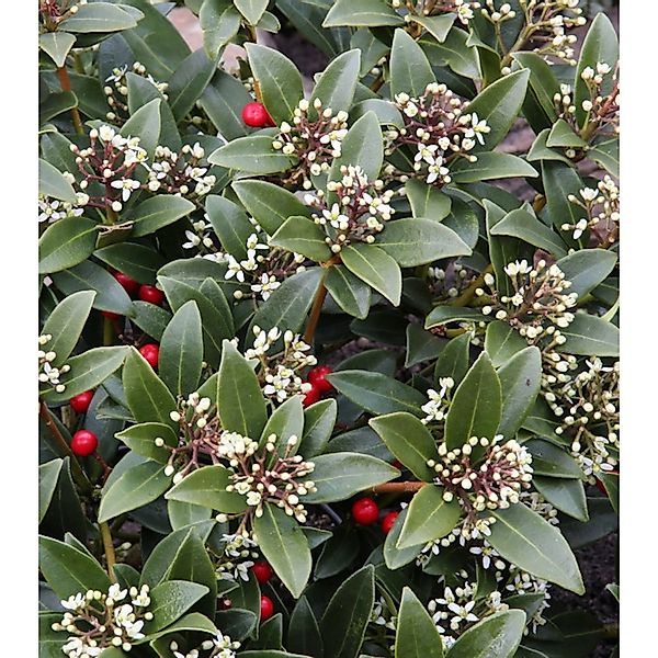 Japanische Skimmie Veitchii 20-25cm - Skimmia japonica günstig online kaufen