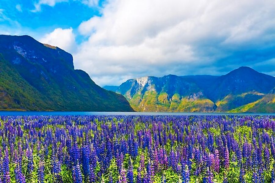 Papermoon Fototapete »FJORD-NORWEGEN GEBIRGE BLUMEN SONNE WALD FLUSS BÄUME« günstig online kaufen