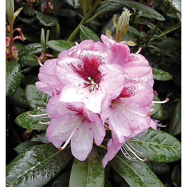 Großblumige Rhododendron Cassata 30-40cm - Alpenrose günstig online kaufen