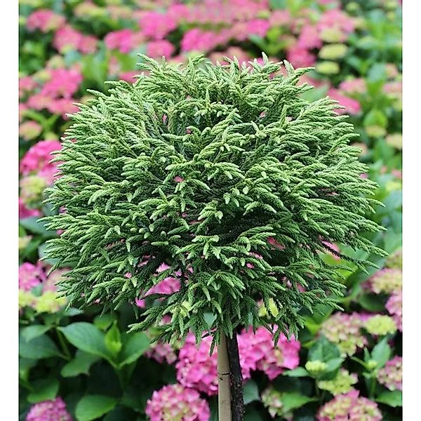 Hochstamm Japanische Sicheltanne Little Diamond 80-100cm - Cryptomeria japo günstig online kaufen