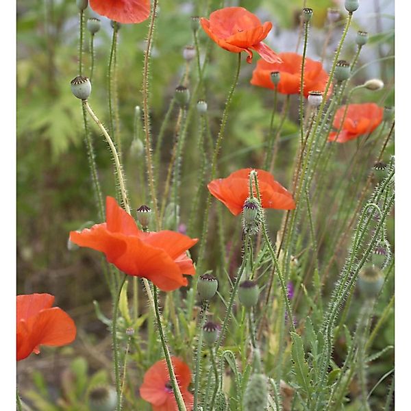 Klatschmohn - Papaver rhoeas günstig online kaufen