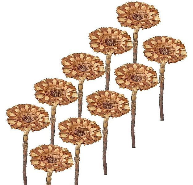 Kunstblume Trockenblumen Protea 10er Set Strauß Herbstdeko natur 6,5 cm Pro günstig online kaufen