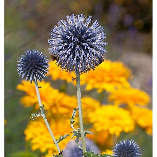 Kugeldistel Taplow Blue - Echinops bannaticus günstig online kaufen