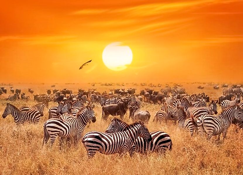 Papermoon Fototapete »African Antelopes and Zebras« günstig online kaufen