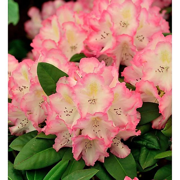 INKARHO - Großblumige Rhododendron Saskia 40-50cm - Alpenrose günstig online kaufen