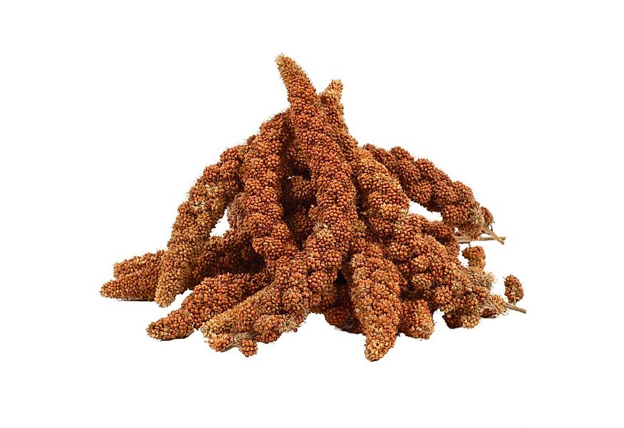 Lyra Pet 5 kg Lyra Pet® Kolbenhirse rot, Getreide & Saaten für: Wildvogel, günstig online kaufen