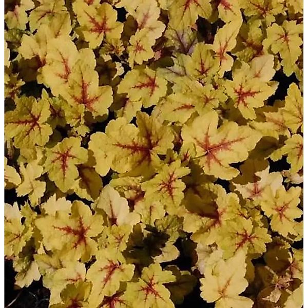 Teppich Purpurglöckchen Stoplight - Heucherella tiarelloides günstig online kaufen