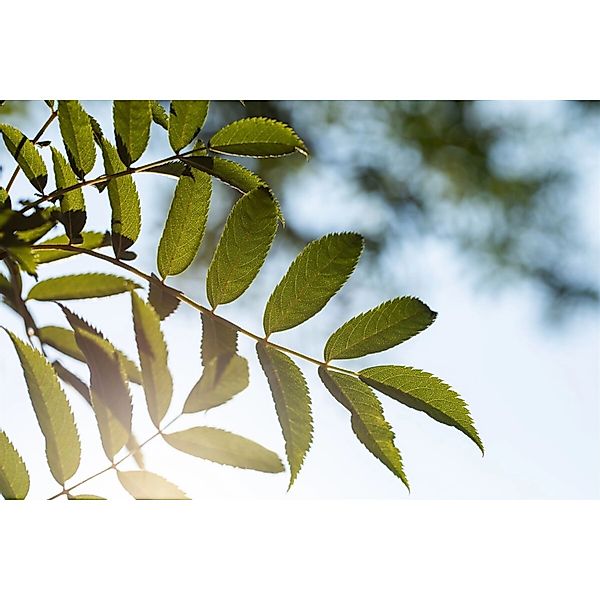 Sorbus Serotina Eberesche 150–200 cm günstig online kaufen