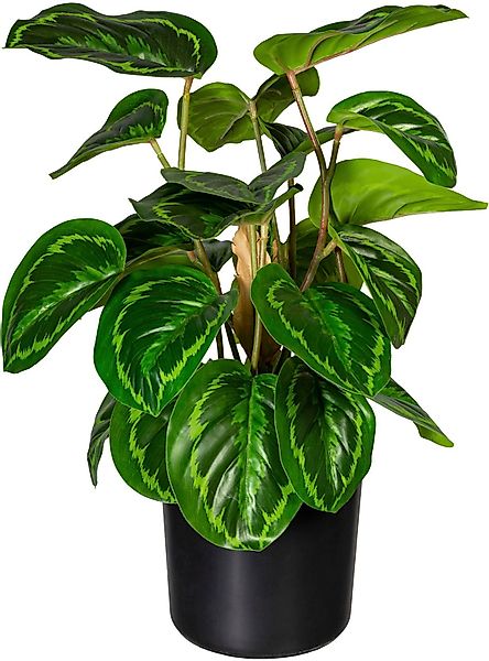 Künstliche Zimmerpflanze Maranta Maranta, Creativ green, günstig online kaufen
