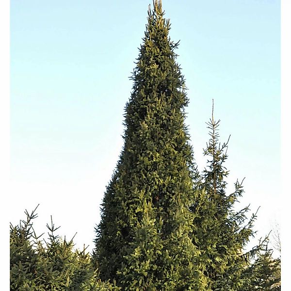 Säulenfichte Cupressina 60-80cm - Picea abies günstig online kaufen