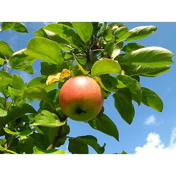 Apfel Cox Orange 100 - 120 cm Malus domestica günstig online kaufen
