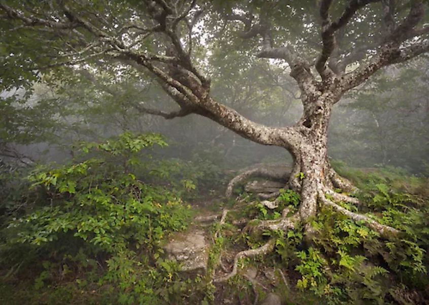 Papermoon Fototapete »Gruseliger Wald« günstig online kaufen