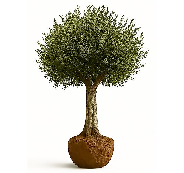 Palms-Store Olivenbaum Olivenbaum Olea Europaea, ca. 250cm Hoch, 1 St., Ca. günstig online kaufen