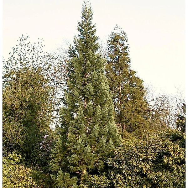 Blauer Kalifornischer Mammutbaum 80-100cm - Sequoiadendron giganteum günstig online kaufen