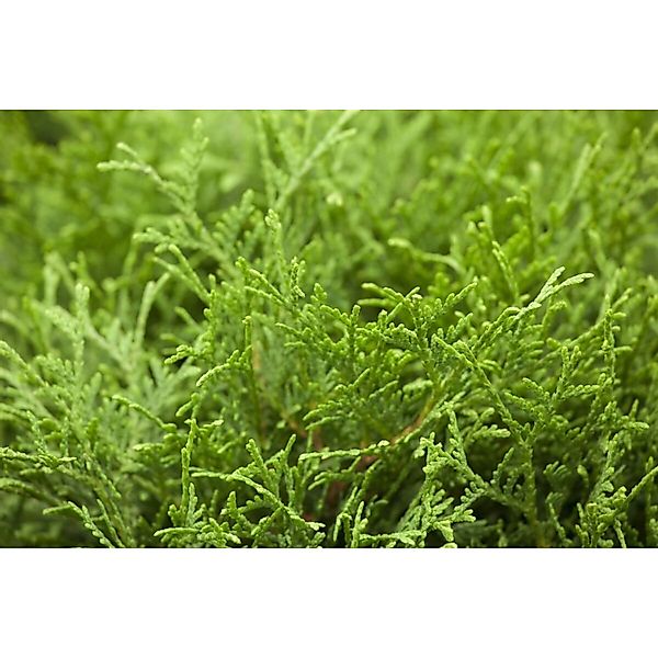 Thuja occidentalis 'Tiny Tim' 20-30 cm günstig online kaufen