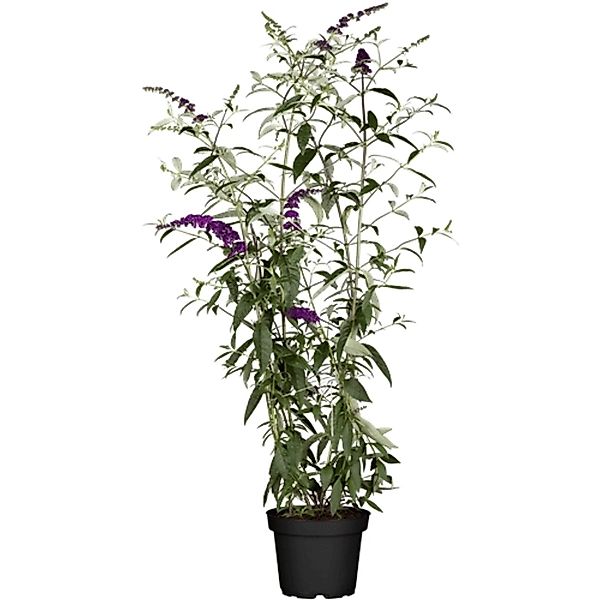Buddleja Davidii Schmetterlingsstrauch Black Knight 80-100 cm günstig online kaufen