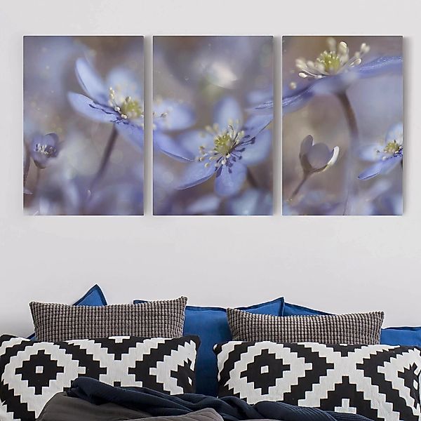 3-teiliges Leinwandbild Blumen - Querformat Anemonen in Blau günstig online kaufen