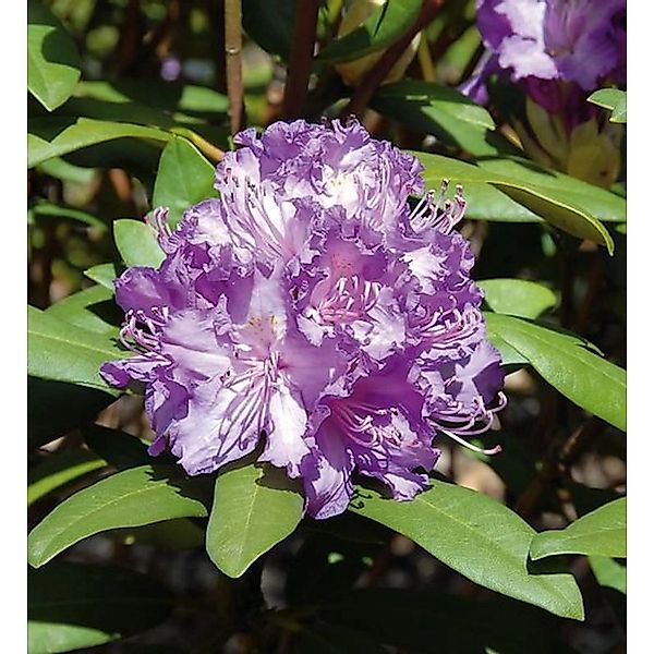 Großblumige Rhododendron Alfred 30-40cm - Alpenrose günstig online kaufen