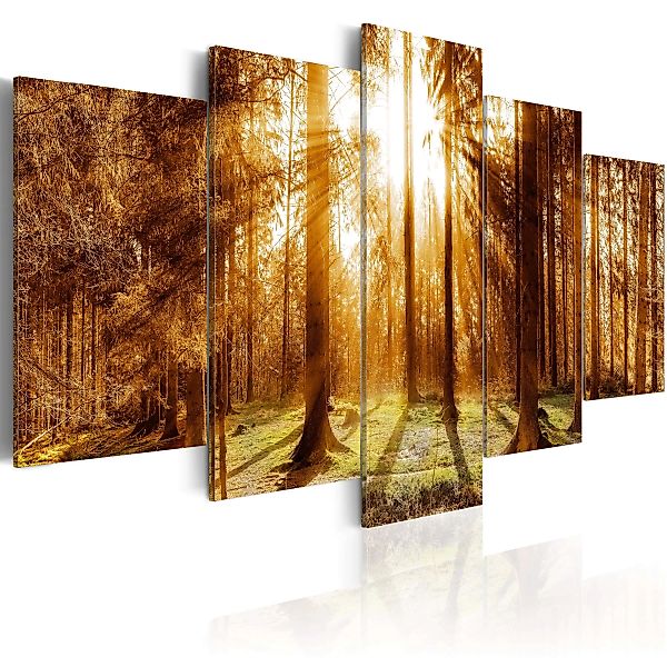 Wandbild - Forest Illumination günstig online kaufen