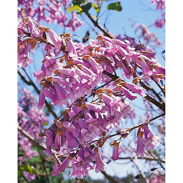 Paulownia Tomentosa Blauglockenbaum 150–200 cm günstig online kaufen