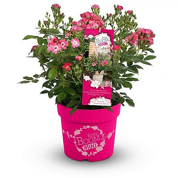 GROW by OBI Beetrose Rosy Boom Mini Rosa Höhe ca. 30 - 40 cm Topf ca. 6 l günstig online kaufen