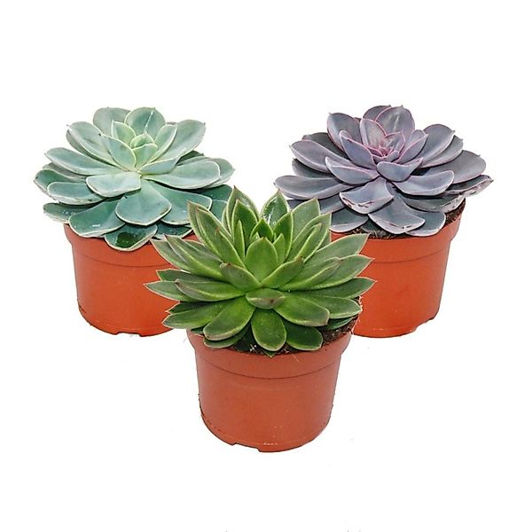 Exotenherz Kaktus Set aus 3 verschiedenen Echeverien im 12cm Topf günstig online kaufen