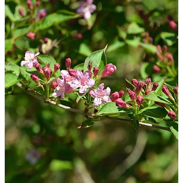 Weigelie Majorie 80-100cm - Weigela florida günstig online kaufen