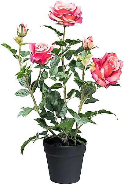 Kunstblume Rosenbusch Rose, Creativ green, Höhe 58 cm, mit 3 Blüten und 2 K günstig online kaufen