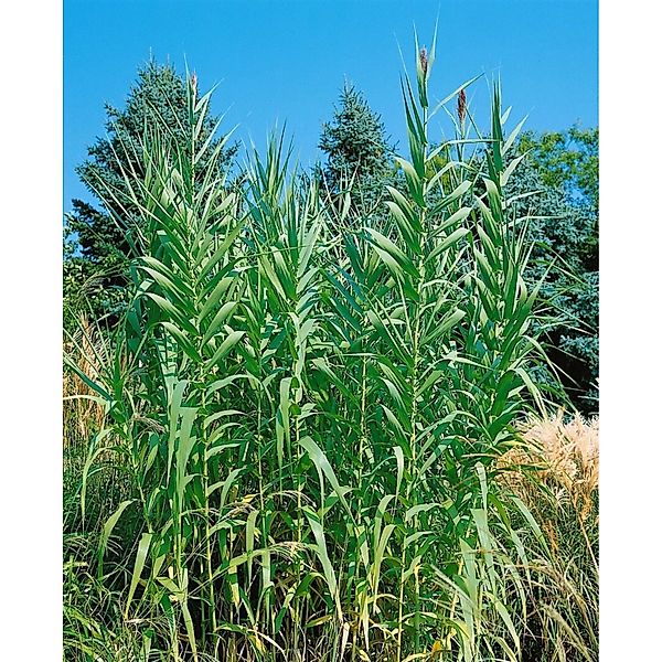 Arundo Donax Riesenschilf 60–80 cm günstig online kaufen