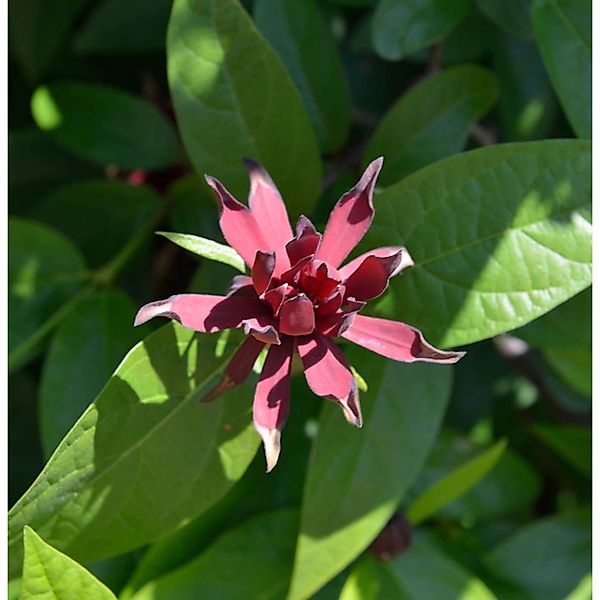 Gewürzstrauch Aphrodite 100-125cm - Calycanthus raulstonii günstig online kaufen