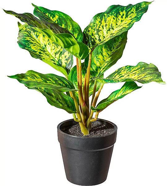 Creativ green Künstliche Zimmerpflanze »Grünpflanzenmifa« günstig online kaufen